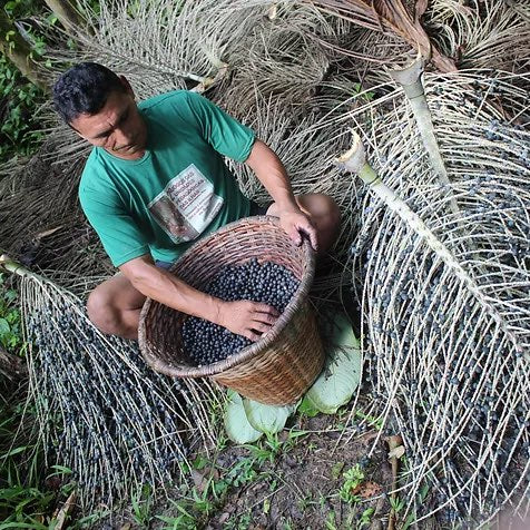 Man harvesting Acai Berry in the Amazon Rainforest