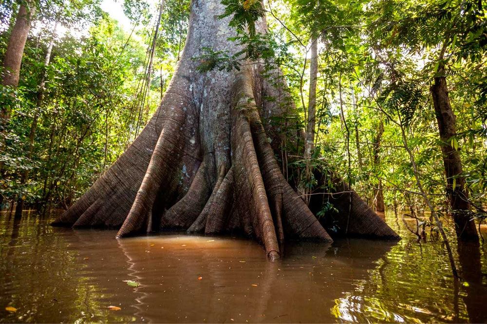Big tree trunk in the Amazon Rainforest. Tree near the Amazon River in Brazil